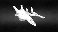 Giraffe Skull [For 3D Print]