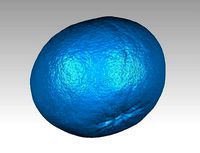 Real Mandarin Orange Fruit High Detail 3D Scan | 3D