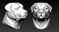 Rottweiler | 3D