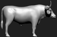 Texas Longhorn | 3D
