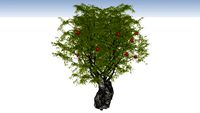 Punica granatum