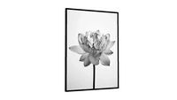 Quadro Decorativo Flor de Lótus