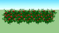 Hibisco - Hibiscus rosa-sinensis