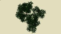 BROADLEAF TREE 2