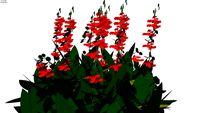 Salvia splendens - Salvia