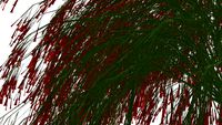 Russelia equisetiformis