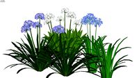 Agapantus - Agapanthus africanus.