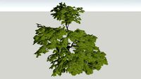 Acer palmatum