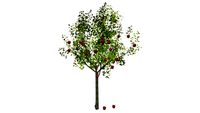 Malus domestica - Macieira