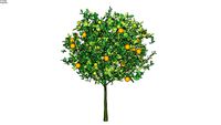 Citrus X sinensis - Laranjeira
