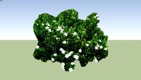 Gardenia veitchii