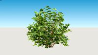 Ficus carica shrub/tree