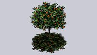 Cordia Sebestena