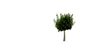 Quercus Ilex pleached