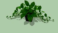 Epipremnum aureum