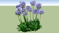 Agapanthus africanus