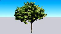 Cherimoya Custard Apple Annona cherimola Tree