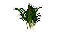 Heliconia Plant