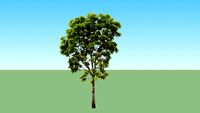 Pohon Mahogany