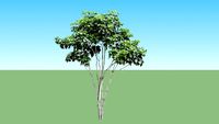 Pohon Berdaun