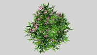 Oleander 3D model