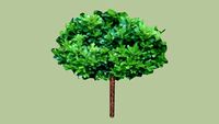 PITTOSPORUM STANDARD