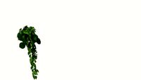 Hanging Plant GHD