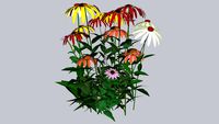 Echinacea x 'Cheyenne Spirit'