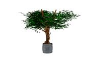 Indoor root tree in Pot