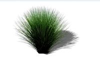 2D Miscanthus