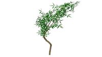 BAMBU MOSSÔ 100