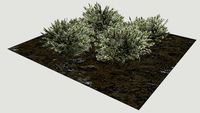Hebe rakaiensis 3D group