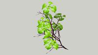 Hydrangea petiolaris 3D climbing plant