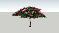 Flamboyant Rosa