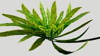 3D Fern. Hart's Tongue. Asplenium scolopendrium