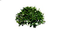 Pittosporum tobira ‘Nanum’