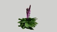Salvia caradonna 3D model