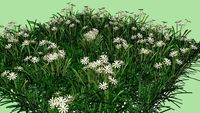 GRAMA FLOR