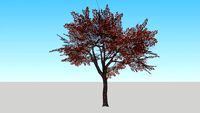 baum