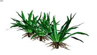 Asplenium nidus - Aplênio