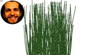 Equisetum Hyemale - Cavalinha-do-seco