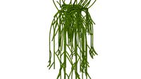 Rhipsalis baccifera - Ripsalis
