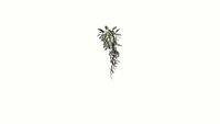 Hanging Plant GHD