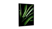 Quadro Folhagem de Lirio - Ammo Quadros