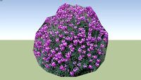 ERYSIMUM 'BOWLES'S MAUVE'