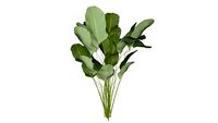 Calathea lutea - planta Charuto