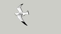 ARGO flying seagullea