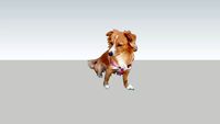 cane cani dog dogs Nina