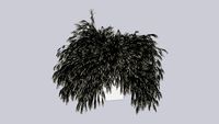 Russelia Equisetiformis branca