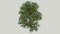 Houx Ilex aquifolium